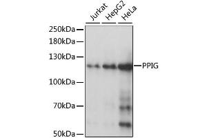 Western blot analysis of extracts of various cell lines, using PPIG antibody (ABIN6292236) at 1:1000 dilution.