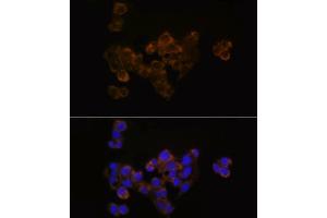 Immunofluorescence analysis of HepG2 using FDX1/ADX Rabbit mAb (ABIN7267167) at dilution of 1:100 (40x lens). (Ferredoxin1 (FDX1) Antikörper)