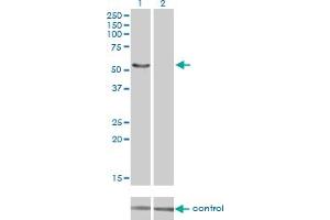 Western blot analysis of IRX6 over-expressed 293 cell line, cotransfected with IRX6 Validated Chimera RNAi (Lane 2) or non-transfected control (Lane 1). (IRX6 Antikörper  (AA 337-446))