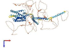 KCNQ5 Protein (AA 1-932) (His tag)