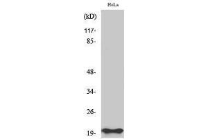 Western Blotting (WB) image for anti-BCL2-Associated X Protein (BAX) (N-Term) antibody (ABIN3183487)