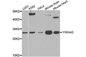 Western blot analysis of extracts of various cell lines, using YWHAG antibody.