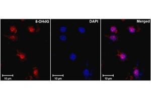 Immunofluorescence (IF) image for anti-8-Hydroxyguanosine (8-OHDG) antibody (ABIN781510) (8-OHDG Antikörper)
