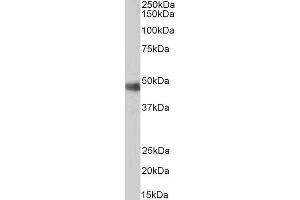 ABIN2564289 (0. (ORC4 Antikörper  (C-Term))