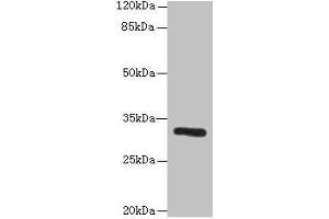 Western blot All lanes: PPP1R3B antibody at 6 μg/mL + Mouse liver tissue Secondary Goat polyclonal to rabbit IgG at 1/10000 dilution Predicted band size: 33 kDa Observed band size: 33 kDa (PPP1R3B Antikörper  (Regulatory Subunit 3B))