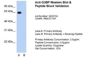 Host:  Rabbit  Target Name:  G3BP  Sample Type:  HepG2  Lane A:  Primary Antibody  Lane B:  Primary Antibody + Blocking Peptide  Primary Antibody Concentration:  2. (G3BP1 Antikörper  (N-Term))