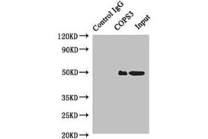 COPS3 Antikörper  (AA 194-423)
