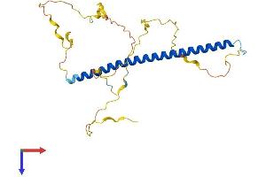 FOSL1 Protein (AA 1-273) (His tag)