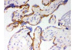 Anti- CYP1A1 Picoband antibody,IHC(F) IHC(F): Human Placenta Tissue (CYP1A1 Antikörper  (AA 183-320))