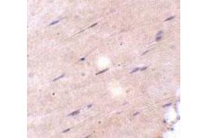 Immunohistochemical staining of mouse skeletal muscle tissue with 5 ug/mL FNIP2 polyclonal antibody . (FNIP2 Antikörper  (C-Term))