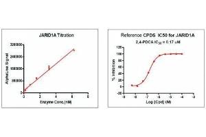 Screening Assay (ScA) image for Lysine (K)-Specific Demethylase 5A (KDM5A) protein (DYKDDDDK Tag) (ABIN2669680)