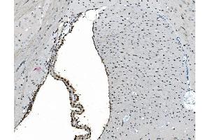 IHC analysis of GRX2/GLRX2 using anti-GRX2/GLRX2 antibody (ABIN7599022).