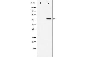 Western blot analysis of ATRIP phosphorylation expression in NIH-3T3 whole cell lysates,The lane on the left is treated with the antigen-specific peptide. (ATRIP Antikörper  (pSer68))