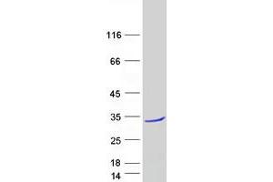 Validation with Western Blot (TCEANC2 Protein (Myc-DYKDDDDK Tag))