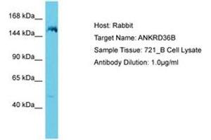 Image no. 1 for anti-Ankyrin Repeat Domain 36B (ANKRD36B) (AA 1263-1312) antibody (ABIN6750651) (ANKRD36B Antikörper  (AA 1263-1312))