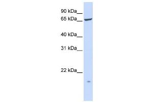 Western Blotting (WB) image for anti-Phosphatidylinositol Glycan T (PIGT) antibody (ABIN2459078) (PIGT Antikörper)