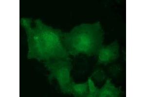 Anti-MOBKL2B mouse monoclonal antibody (ABIN2453316) immunofluorescent staining of COS7 cells transiently transfected by pCMV6-ENTRY MOBKL2B (RC205977). (MOBKL2B Antikörper)