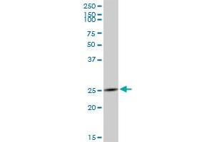 GZMH MaxPab polyclonal antibody. (GZMH Antikörper  (AA 1-246))