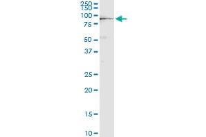 Immunoprecipitation (IP) image for anti-Ezrin (EZR) (AA 1-586) antibody (ABIN950050)