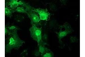 Anti-FAM40A mouse monoclonal antibody (ABIN2454140) immunofluorescent staining of COS7 cells transiently transfected by pCMV6-ENTRY FAM40A (RC210537). (STRIP1 Antikörper)
