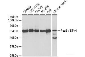 Western blot analysis of extracts of various cell lines using Pea3 / ETV4 Polyclonal Antibody at dilution of 1:1000. (ETV4 Antikörper)