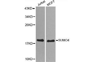 Western blot analysis of extracts of various cell lines, using SUMO4 antibody (ABIN5971586) at 1:800 dilution. (SUMO4 Antikörper)