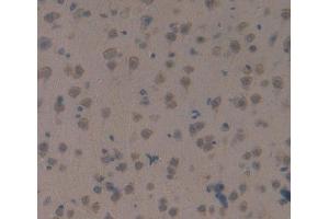 Used in DAB staining on fromalin fixed paraffin- embedded Kidney tissue (SAG Antikörper  (AA 4-249))