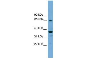 WB Suggested Anti-TH1L  Antibody Titration: 0. (TH1-Like Antikörper  (N-Term))
