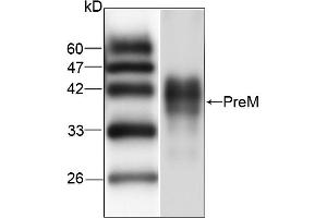 Western blot analysis of recombinant protein JEV PreM, using JEV PreM antibody (1/1000 dilution). (Japanese Encephalitis Virus PreM (JEV PreM) Antikörper)