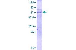 CENPT Protein (AA 1-299) (GST tag)