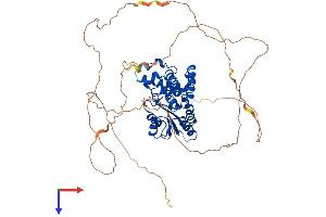 EYA1 Protein (AA 1-591) (His tag)