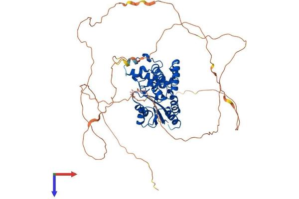 EYA1 Protein (AA 1-591) (His tag)