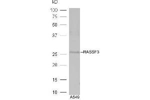 Lane 1:A549 lysates probed with Rabbit Anti-RASSF3 Polyclonal Antibody, Unconjugated  at 1:5000 for 90 min at 37˚C. (RASSF3 Antikörper  (AA 51-150))
