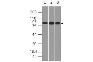 Image no. 1 for anti-Villin 1 (VIL1) (AA 108-322) antibody (ABIN5027631) (Villin 1 Antikörper  (AA 108-322))
