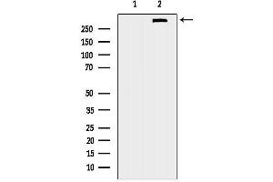 anti-Dmx-Like 2 (DMXL2) (C-Term) antibody