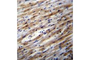 Immunohistochemistry analysis in formalin fixed and paraffin embedded human heart tissue reacted with POFUT1 Antibody (C-term) Cat-No AP53375PU-N, which was peroxidase conjugated to the secondary antibody and followed by DAB staining. (POFUT1 Antikörper  (C-Term))