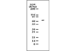 Western Blotting (WB) image for anti-Mitogen-Activated Protein Kinase Kinase Kinase 7 (MAP3K7) (AA 19-35), (AA 564-579) antibody (ABIN208836)