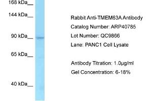 Western Blotting (WB) image for anti-Transmembrane Protein 63A (TMEM63A) (C-Term) antibody (ABIN2779067) (TMEM63A Antikörper  (C-Term))