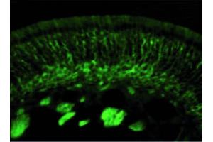 Image no. 3 for anti-Collapsing-Response Mediator Protein 2 (CRMP-2) (C-Term) antibody (ABIN347037) (Collapsing-Response Mediator Protein 2 (CRMP-2) (C-Term) Antikörper)