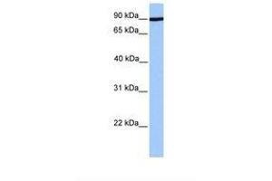 Image no. 1 for anti-ADAM Metallopeptidase Domain 2 (ADAM2) (AA 262-311) antibody (ABIN6738859) (ADAM2 Antikörper  (AA 262-311))