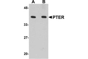 Western Blotting (WB) image for anti-Phosphotriesterase Related (PTER) (C-Term) antibody (ABIN1030607) (PTER Antikörper  (C-Term))