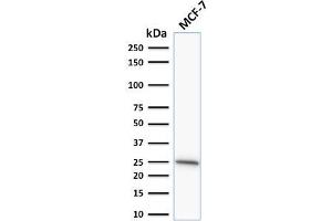 Western Blot Analysis of human MCF-7 cell lysate using Bcl-2 Mouse Monoclonal Antibody (SPM530). (Bcl-2 Antikörper  (AA 41-54))