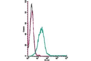 Cell surface detection of P2X3 Receptor by direct flow cytometry in live intact mouse P815 mastocytoma cells: + Rabbit IgG isotype control-FITC.