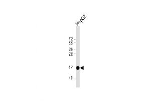 Western Blot at 1:4000 dilution + HepG2 whole cell lysate Lysates/proteins at 20 ug per lane. (MGST1 Antikörper  (AA 40-71))