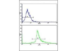 Flow cytometric analysis of HepG2 cells using Bax antibody (green) compared to a negative control cell (blue). (BAX Antikörper  (AA 41-76))