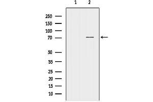 anti-Neurexin 3 (NRXN3) (N-Term) antibody