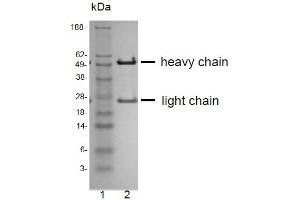 SDS-PAGE analysis of purified QV-6A8-S3 monoclonal antibody.