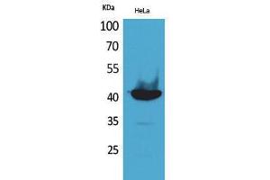 Western Blotting (WB) image for anti-Peptidylprolyl Isomerase D (PPID) (C-Term) antibody (ABIN3178175) (PPID Antikörper  (C-Term))