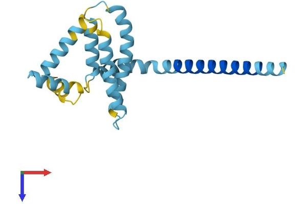 REEP5 Protein (AA 1-185) (His tag)