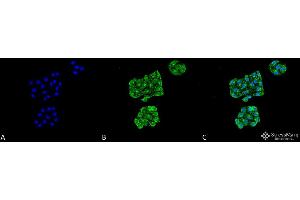 Immunocytochemistry/Immunofluorescence analysis using Mouse Anti-GRP78 Monoclonal Antibody, Clone 6H4-2G7 . (GRP78 Antikörper  (APC))